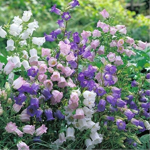 Graines de muguet, fleurs parfumées résistantes au froid, floraison toute l'année, plantes en pot, plantes vivaces pour l'intérieur et l'extérieur