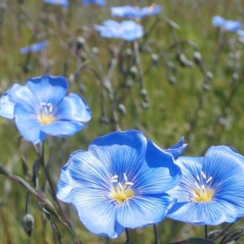 400 Graines de LIN BLEU - Linum usitatissimum L. - Annuel Bleu Délicat - Fleur Jardin - 339