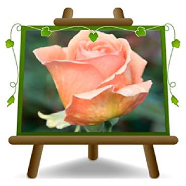 Rosa Baum Orange Lack große Blumen Höhe max 140 cm auf Topf 26 cm