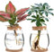 Generic Lot de 2 pots de fleurs en verre transparent avec couvercle en bois et support en bambou pour culture de plantes hydroponiques (C)