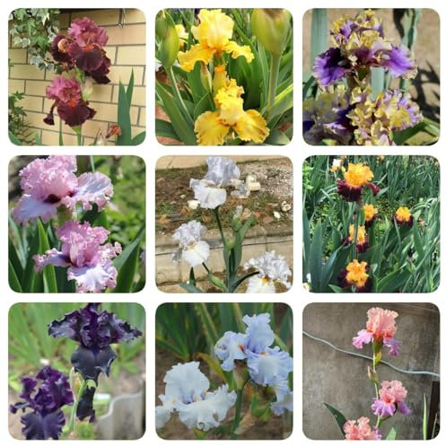 9 pz Bulbi di iris perenni resistenti, piante da giardino resistenti Piante di iris, bulbi di iris, Iris germanica, piante rare Pianta da balcone con bulbi a fioritura precoce piante