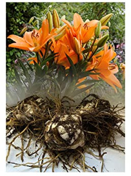 6 Orange Ton (Orange) Asiatic Lily Bulbs Garden Summer Perennial : - by GARTHWAITE NURSERIES® : - UK Stockist
