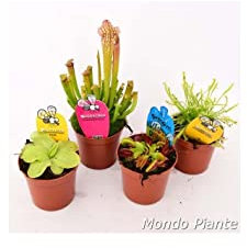 Mix di 4 Piante Carnivore Vaso 8.5m