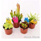 Mix di 4 Piante Carnivore Vaso 8.5m