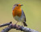 Poster-Bild 100 x 80 cm: Erwachsenes Rotkehlchen (Erithacus Rubecula) posiert auf einem Flechtenbarsch mit grünem Hintergrund im Abendlicht (142356257)