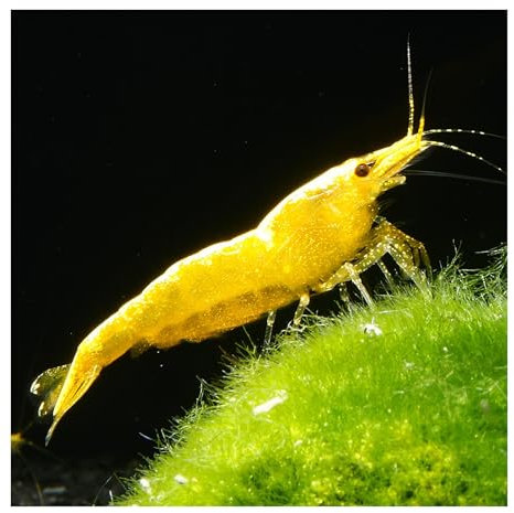 AQ4Aquaristik 10 x Yellow Golden Top Zwerggarnele, Neocaridina davidi, Yellow Neon Rückenstrich Garnele, für Einsteiger, leicht zu pflegen und zu züchten