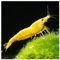 AQ4Aquaristik 10 x Yellow Golden Top Zwerggarnele, Neocaridina davidi, Yellow Neon Rückenstrich Garnele, für Einsteiger, leicht zu pflegen und zu züchten