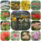 Bulbi di giglio ragno - vasi per piante di bulbi fiori fiori perenni resistenti piante in vaso perenni estivi - Serie Rare - da giardino giglio ragno da balcone interno decorazione del 12pcs
