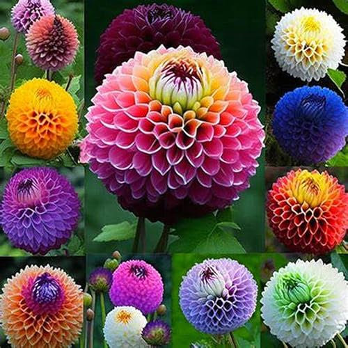 Dahlienzwiebel,Winterhart Mehrjährig, Leuchtend Und Attraktiv,Dahlien-Pompons,Eine Zwiebelpflanze Mit Langer BlüTezeit,GroßEn BlüTen, Dahlien Knollen Winterhart-10zwiebeln-B