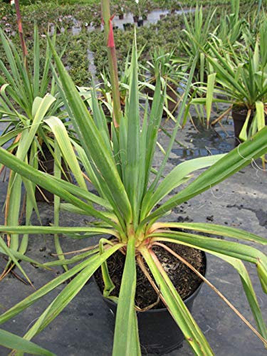 Yucca filamentosa - Fädige Palmlilie - 40-60cm