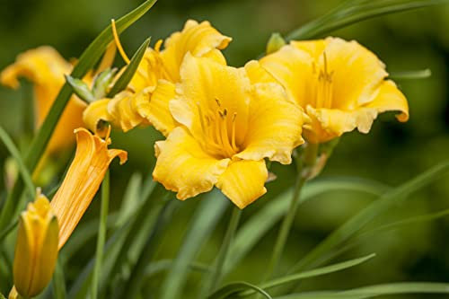 Hemerocallis x cult. 'Stella de Oro' ca. 11x11 cm Topf - Taglilie, goldgelbe Blüten, Blütezeit Juni-September, ideal für Rabatten, pflegeleicht und langlebig