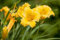 Hemerocallis x cult. 'Stella de Oro' ca. 11x11 cm Topf - Taglilie, goldgelbe Blüten, Blütezeit Juni-September, ideal für Rabatten, pflegeleicht und langlebig