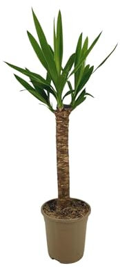 Riesen-Palmlilie - Yucca Elephantipes - Zimmerpflanze - Ø17cm - 60-80cm