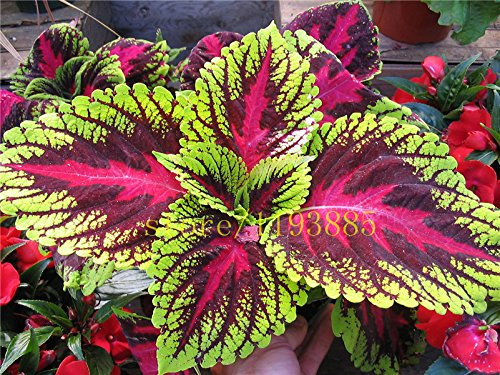 200 Graines PCS Colored Herbe, Graines Vivaces fleurs en pot Bonsai Plante Coleus Blumei Hot fleurs graines coleus graines