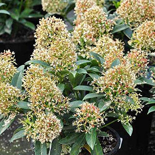 Skimmie 'Godrie's Dwarf' - Skimmia Japonica 'Godrie'S Dwarf' - 20-25 cm Topf - Kleinwüchsige Sorte mit roten Beeren