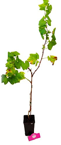 Planta de Uva Blanca en Maceta Ideal para Cosechar tus Propias Uvas