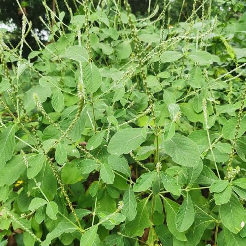 100 Pcs Ysop Pflanze Samen - Pflanzensamen, Pflanzen Für Sonnige Plätze Ysop Samen, Kräutersamen, Winterharte Pflanzen Für Garten Kräutergarten Küche Gartenpflanzen, Wildblumen Balkonblumen