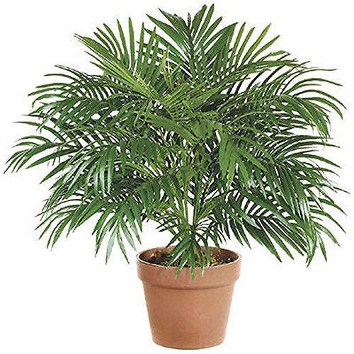 PARLOR PALM Chamaedorea ELEGANS Samen