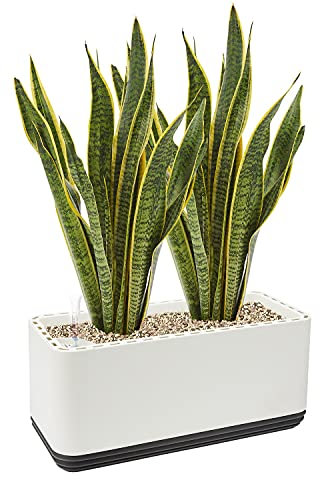 AIRY System L inkl. 2 Bogenhanfe & Airy Base Substrat • Natürlicher Luftreiniger eliminiert Schadstoffe, Allergene & Gerüche • Für Räume mit ca. 30qm, Made in Germany, 3305-603 weiss-anthrazit