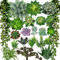 Winlyn Lot de 22 plantes succulentes artificielles en vrac, sans pots, petite corde à suspendre avec perles en aloès vert pour arrangement de jardin, centre de table, mur intérieur ou extérieur