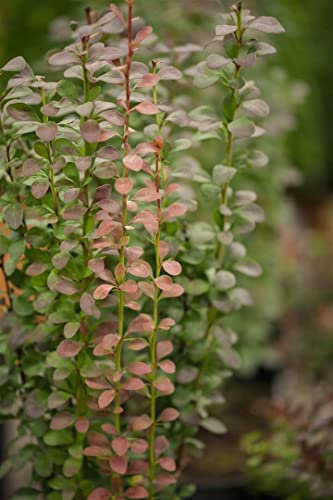 Berberis thunbergii 'Helmond Pillar' 25-30 cm - Säulen-Berberitze, purpurrote Blätter, ideal für Hecken und Kübel, pflegeleicht, winterhart