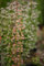 Berberis thunbergii 'Helmond Pillar' 25-30 cm - Säulen-Berberitze, purpurrote Blätter, ideal für Hecken und Kübel, pflegeleicht, winterhart