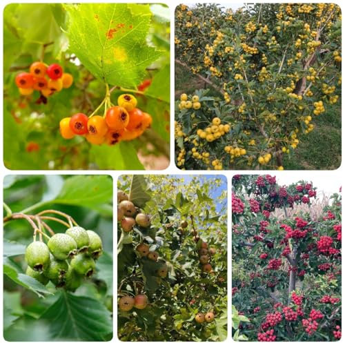 300 pcs Weißdorn Pflanze Samen, Weissdorn, frisches obst topfpflanzen draußen winterhart bäume kaufen nachhaltige geschenke für frauen obstbäume winterharte pflanzen für balkon säulenobst