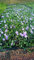 Bodendecker Vinca minor T.B.9 3-5 Triebe 50 St.
