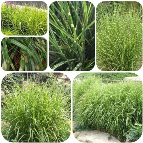 semillas de la planta de pasto cebra plantas jardín para exterior Hierba plateada china plantas grandes para exterior bonsái interior resistentes en macetas resistentes al invierno en 200pcs