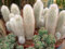 25 Graines de Cactus du Vieillard des Andes - Oreocereus celsianus - CACTUS Colonaire rustique - Fleur Jardin - 303