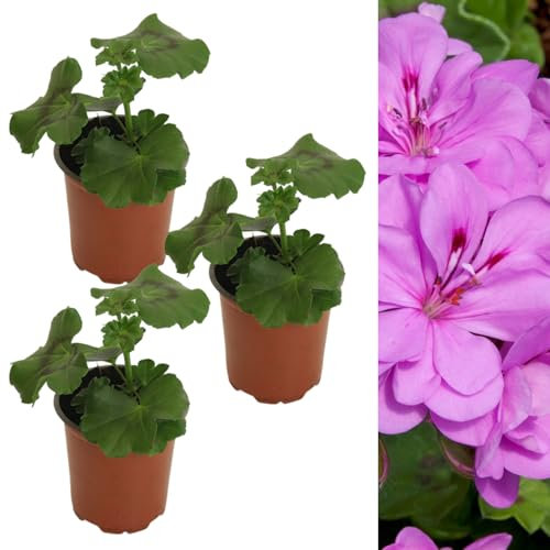 Carbeth Plants Lilac Trailing Geranium 3 x Plant in 9cm Pot - Summer Flowering Ivy Geranium Shrubs for Outdoor Growing - Ready to Plant in Hanging Baskets, Window Boxes and Patio Pots