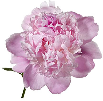 6 Stück pfingstrosen zwiebeln rosa knollen pfingstrose - Seltene Pflanzen serie - winterfeste pflanzen für kübel deko büro winterfeste garten blumenzwiebeln mehrjährig winterhart