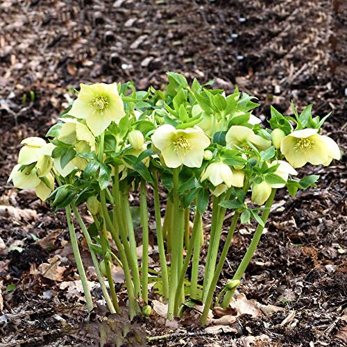 Christrosen Pflanzen Winterhart(Helleborus Thibetanus),50stüCk Blumensamen Gastgeschenk,Bonsai Samen Helleborus Bodendecker Winterhart MehrjäHrig(Rosa)