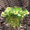 Christrosen Pflanzen Winterhart(Helleborus Thibetanus),50stüCk Blumensamen Gastgeschenk,Bonsai Samen Helleborus Bodendecker Winterhart MehrjäHrig(Rosa)