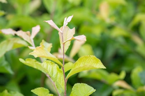 Japanische Glanzmispel Photinia villosa 60-100 cm winterhart Heckenpflanze | Sichtschutz, Formhecke, sonnig bis halbschattig, schnittvertraeglich, dekoratives Laub, robust im Garten