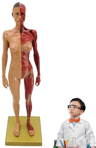 Hbbgdiy Muskelanatomie-Modell künstliches realistisches Harz menschlich