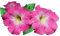 Graines Pétunia nain compact varié - sachet d’environ 2000 graines - Petunia/hybrida/Solanaceae - Graines de style
