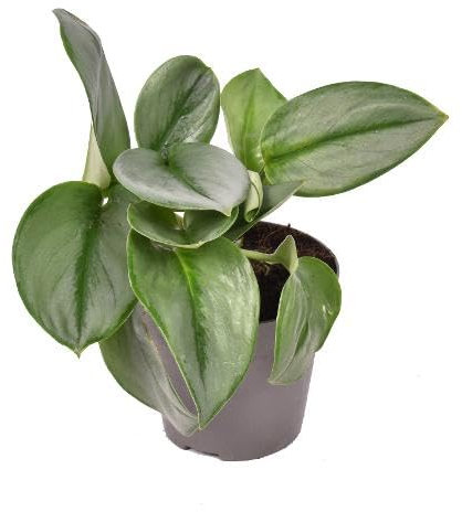 Scindapsus 'Treubii' Moonlight ca. 20 cm Zimmerpflanze Büropflanze Rankpflanze