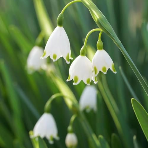 5 pcs märzenbecher zwiebeln kaufen - Leucojum vernum - blumen garten, exotische pflanzen winterhart märzenbecher pflanze Knollen blumen pflanzen bienenfreundliche indoor plants for
