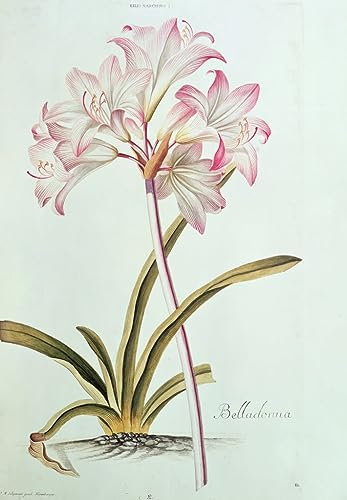 HCOTZHPY Reproduction Classic Painting Wall Art Print Canvas Lily Lilium Belladonna From Trew's Hortus Nitidissumus by Georg Dionysius Ehret Vintage Art Print for Home Decor 60x90cm