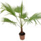 AzJardin- PALMERA WASHINGTONIA ROBUSTA. Palmera Mexicana de Abanico- Altura 140-160cm. Un tronco. Maceta 25cm. Planta viva