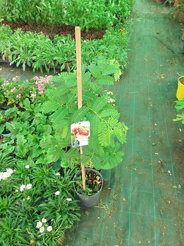 Tamarindenbaum (Tamarindus indica), Indische Dattel/Sauerdattel junger Baum
