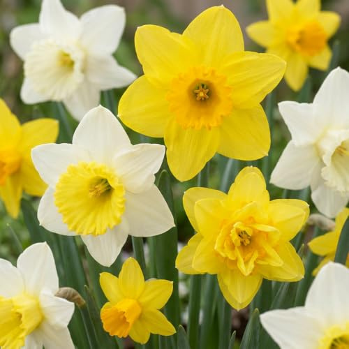 GreenboutiQ - Blumenzwiebeln - Narzissen Zwiebeln - Botanical Mix - Bulbs Hardy Perennial - Farbe Gelb und Weiß - 20 Stück - Zwiebelgröße 10/12 - XXL Pack