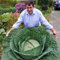 PERZOE 50 Unids Raras Semillas De Col Rusa Grandes, Planta De Jardín De Vegetales Saludables Comestibles