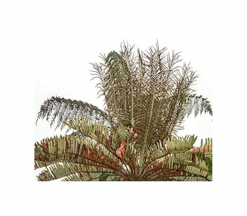 Pcs - 10x Blechnum Auratum Tree Fern Ornamental Plant Room Plants - Seeds ID1781 & Plants Shop by Ipsa