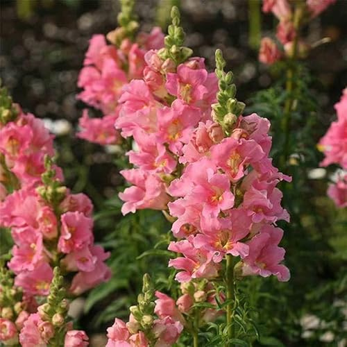 Floral Showers Snapdragon Rose ~100 Seeds - Non-GMO, Dwarf 6-8 Plants, Fragrant & Vibrant Blooms, Perfect for Indoor Planters, 115-121 Days to Maturity, Ideal for Bouquets & Arrangements.