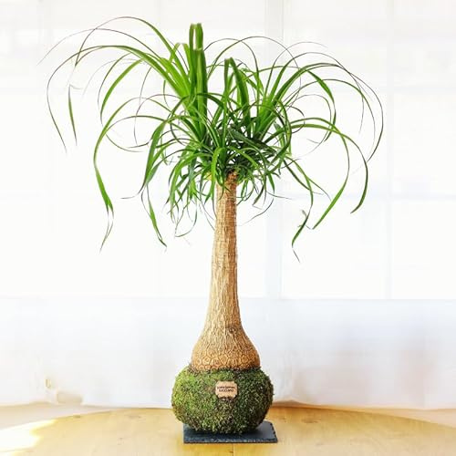 Kokedama Beaucarnea XL - Kokedama Interior | Bola de Musgo Vivo | Planta Natural | Planta Interior | Decoración Hogar | Fácil Cuidado y Mantenimiento