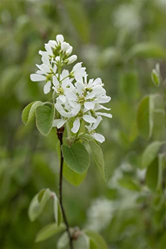 Amelanchier alnifolia 'Smoky' 40-60 cm - Felsenbirne, weiße Blüten, Blütezeit April-Mai, essbare Früchte, bienenfreundlich, winterhart