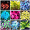 Funkien Zwiebeln,Winterharte mehrjährig,Dekorative Blumen,Funkien pflanze,seltene pflanzen,funkien Rhizome,Hosta plantaginea,funkien hosta,funkien kaufen,hosta pflanze winterhart.-10zwiebeln-greenA
