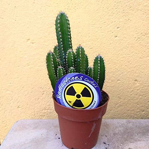 Cereus Peruvianus Cactus Antiradiaciones PORTES GRATIS